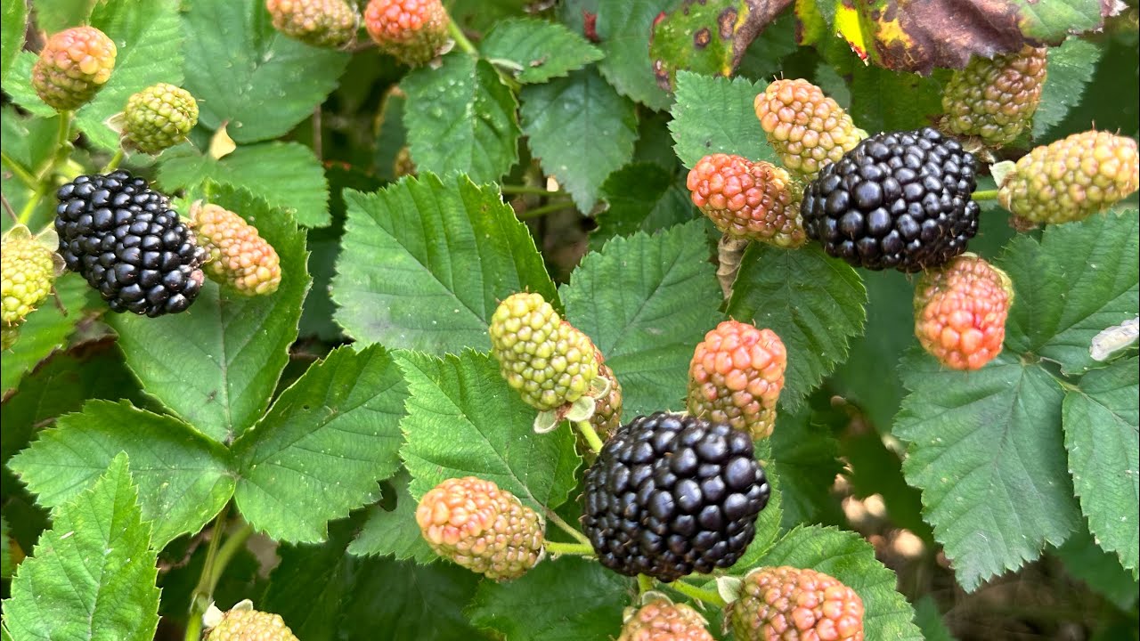 Osage Thornless Blackberries Harvest - Year 3 May 8, 2024