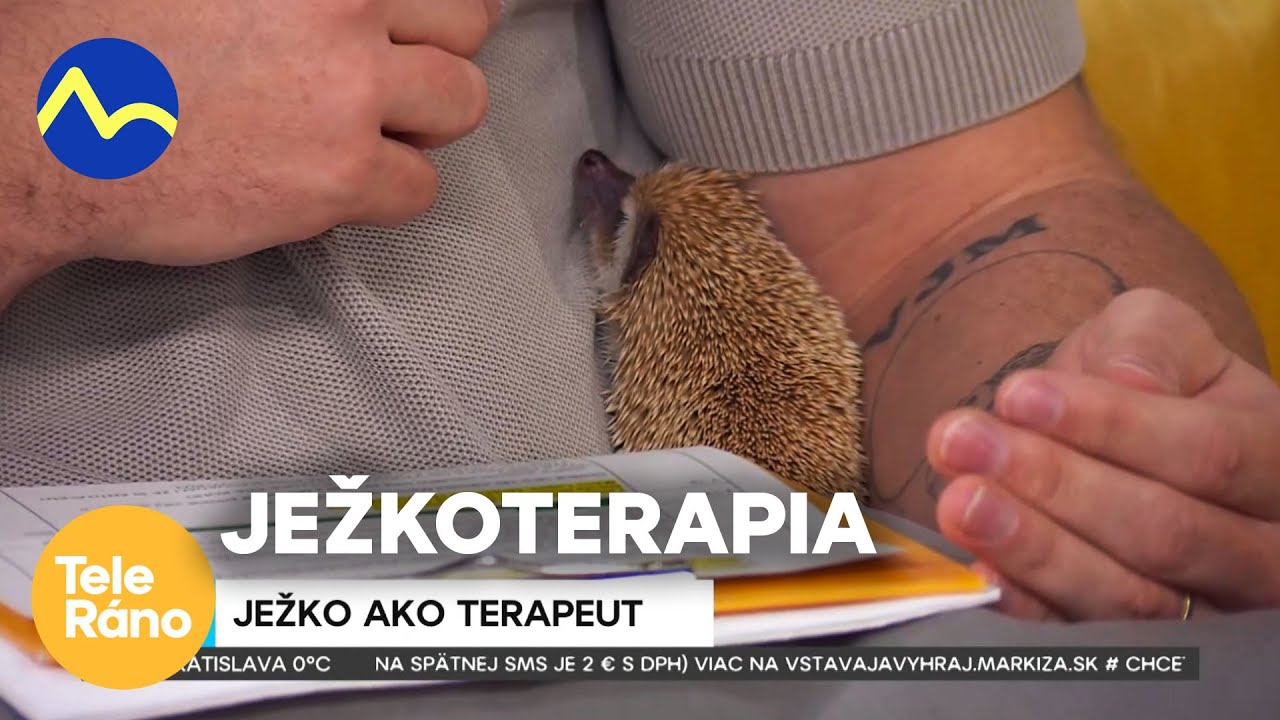 Ježkoterapia | Teleráno