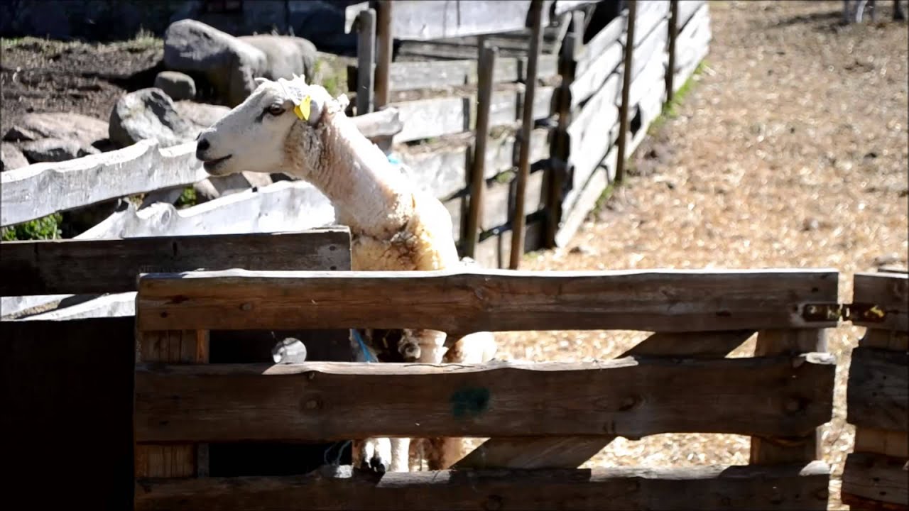 Oh, sheep...