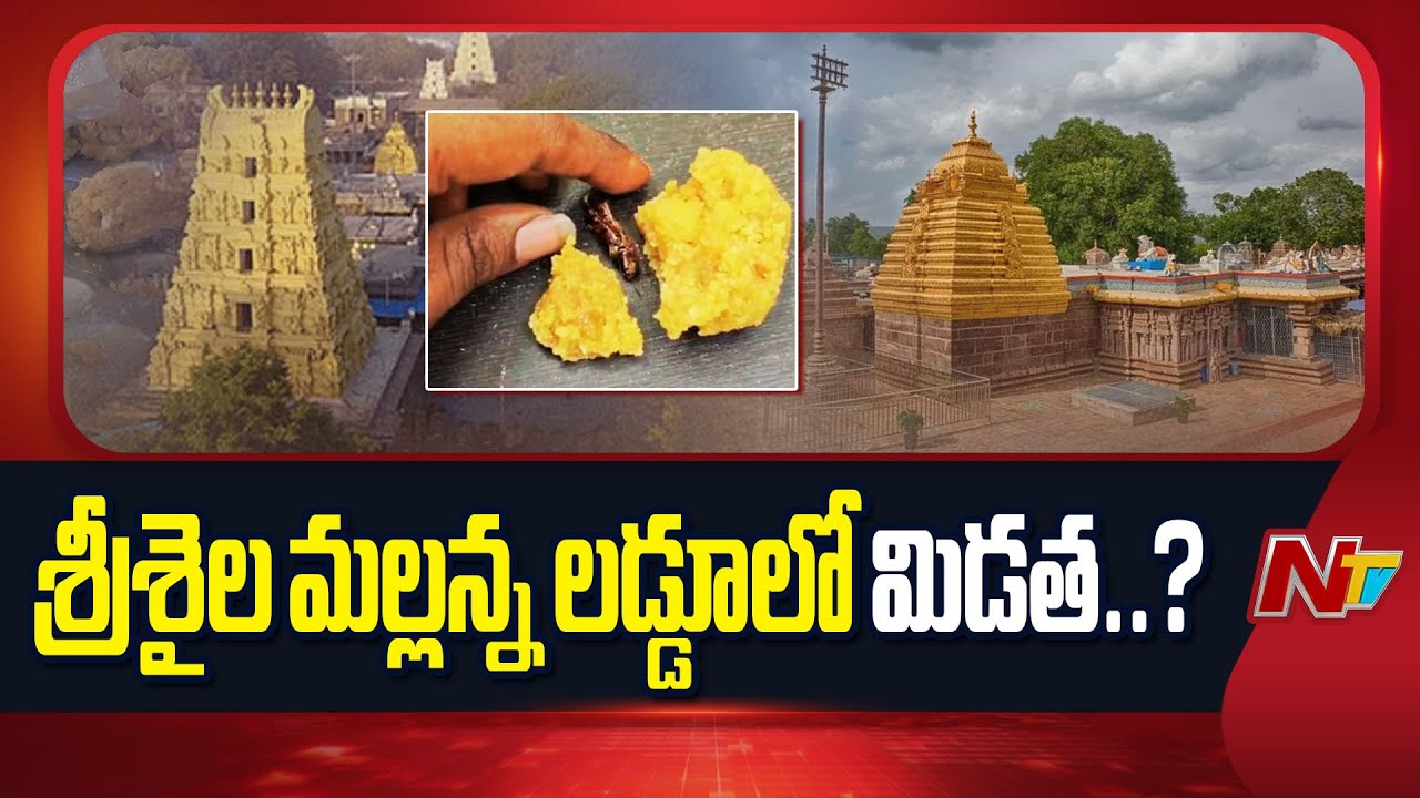 Locust in Srisailam Laddu Prasadam..? | Srisailam Laddu | NTV Telugu