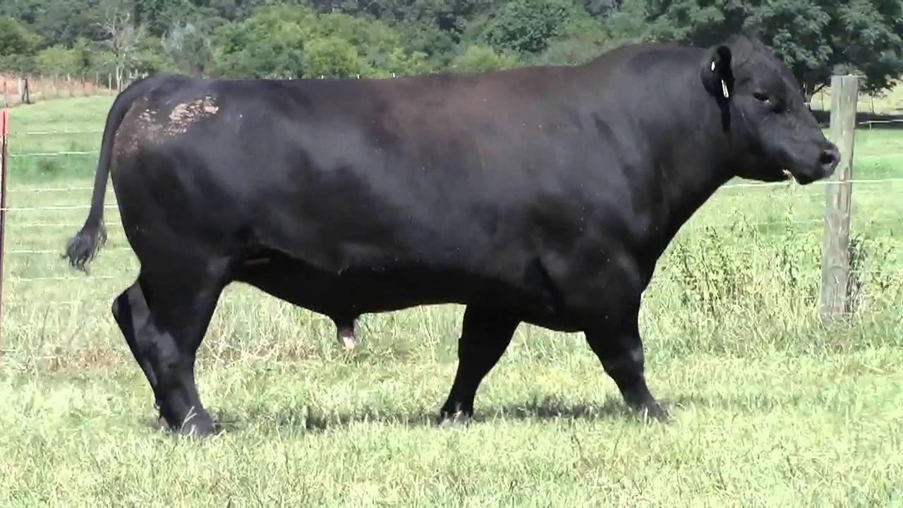 Black Grove 261
