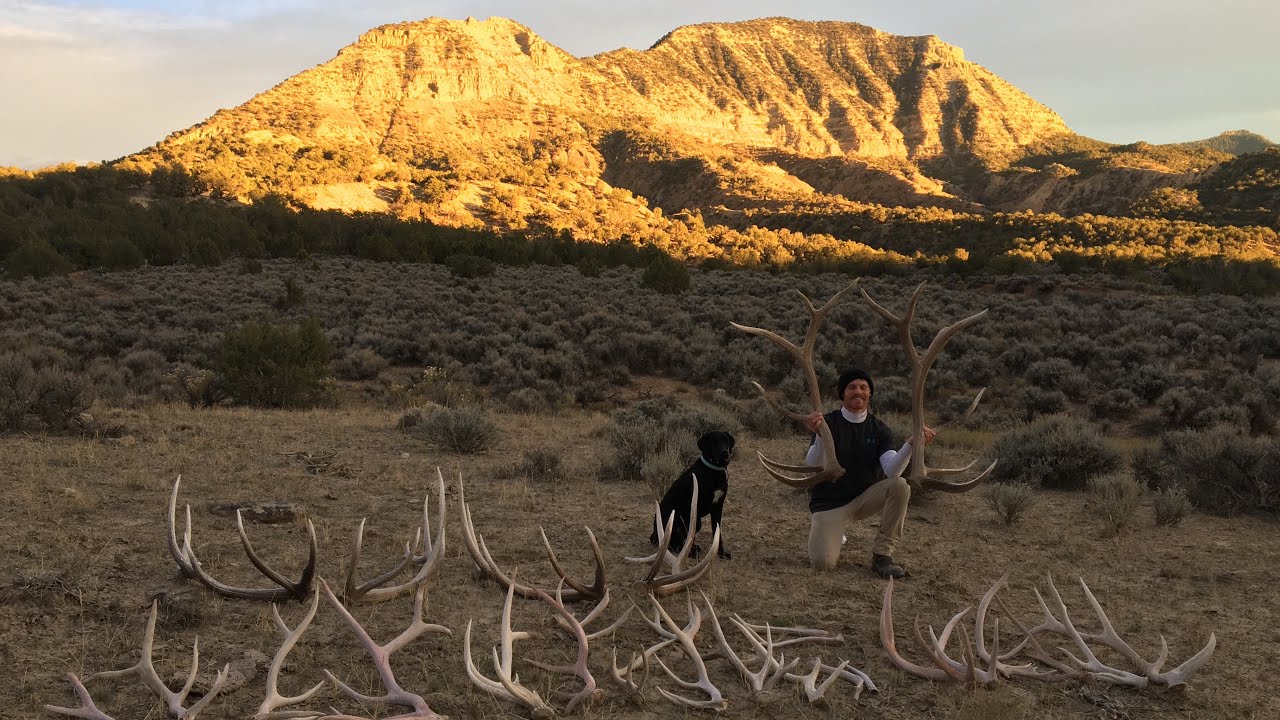 SHED HUNTING COLORADO- 3 BIG ELK SETS OFF THE SAME BULL!!
