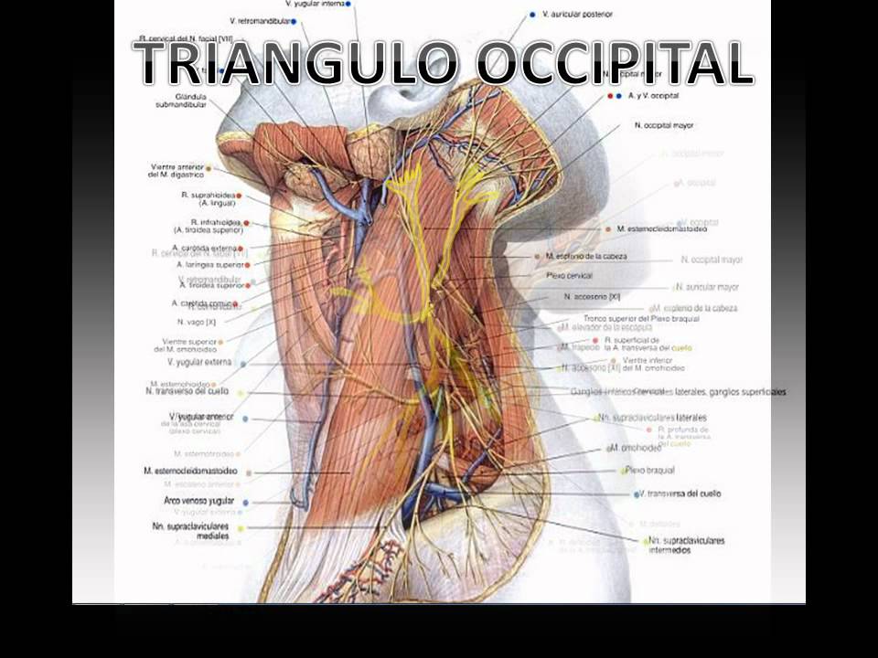 Triangulo Posterior Y Venas Del Cuello