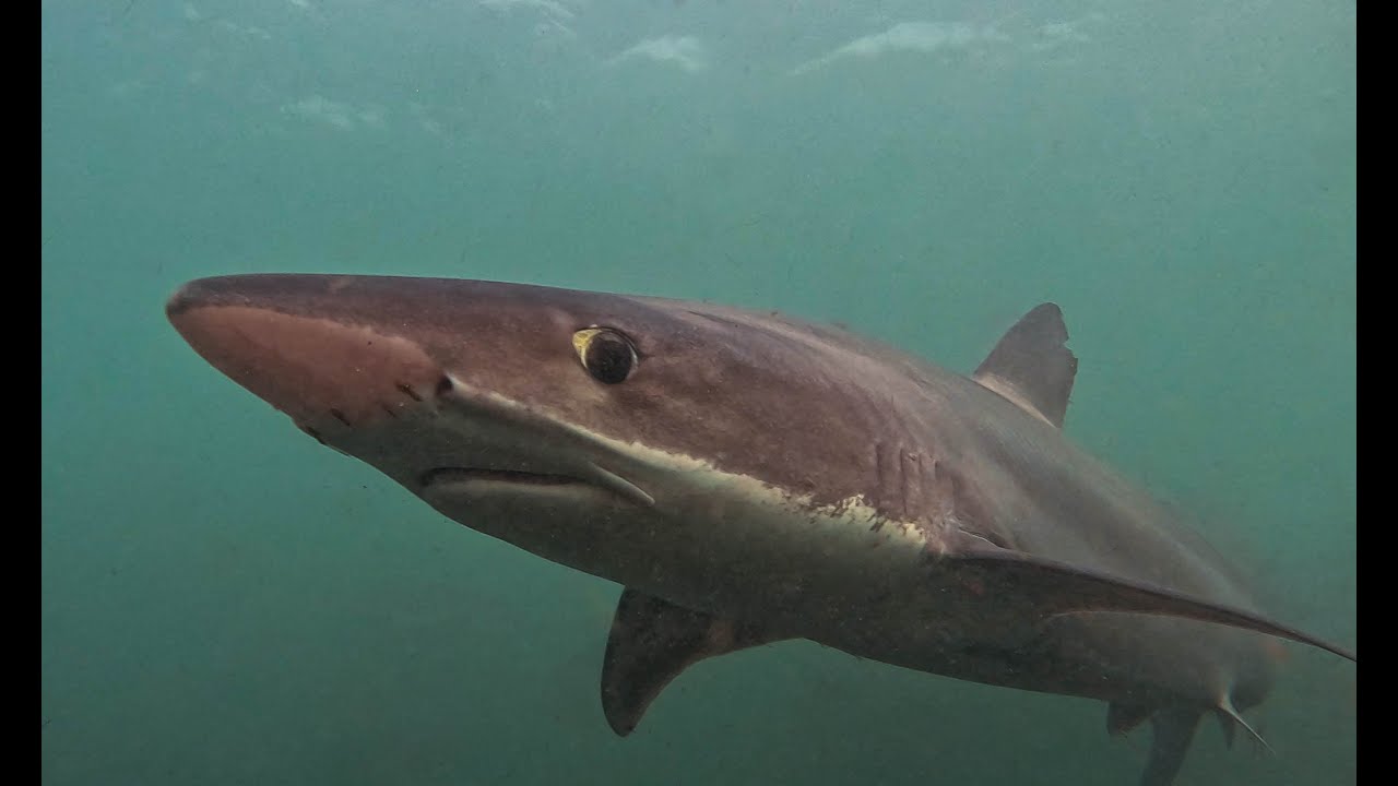La Jolla Tope Shark Migration 2024