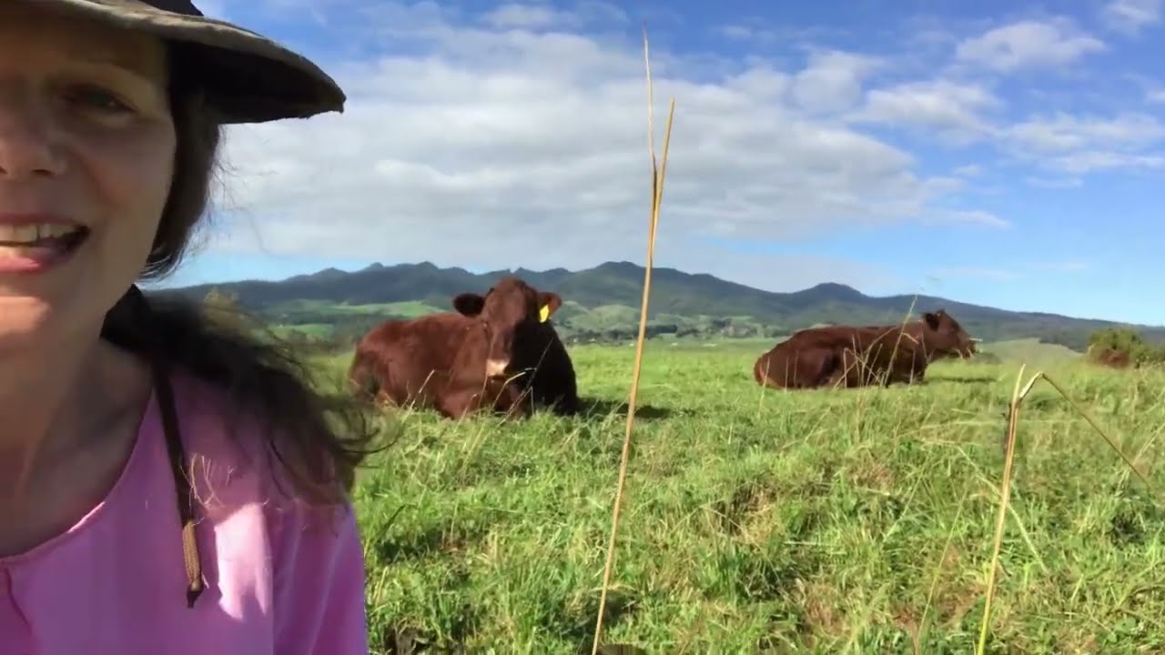 Spending time with the cows and calves Red Devon cattle