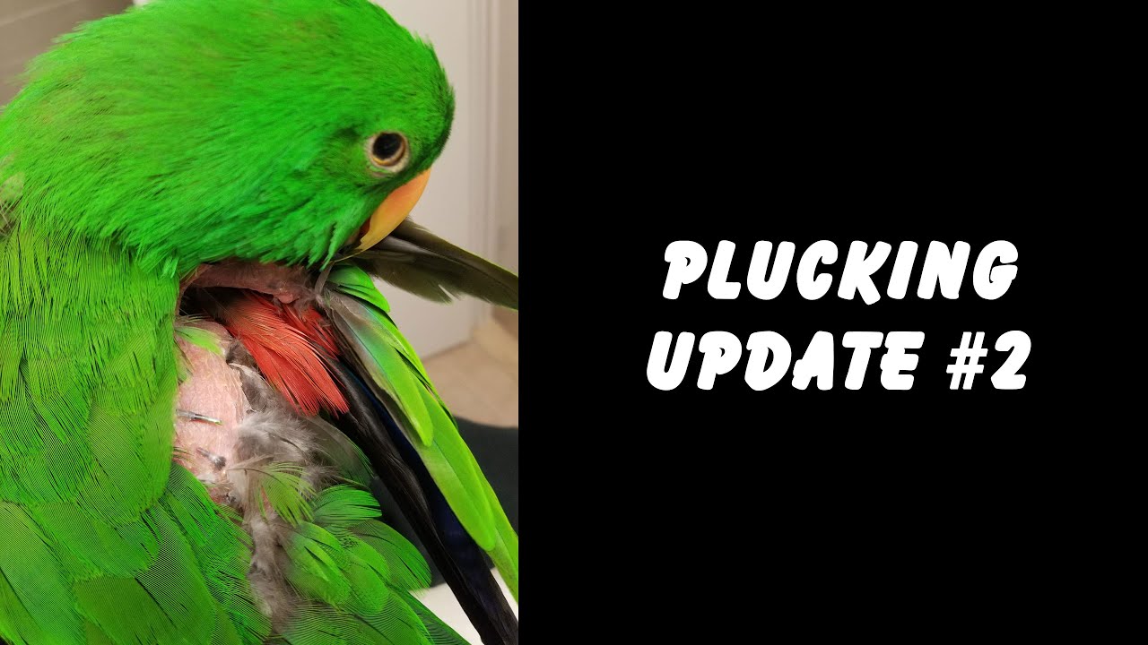 Jasper's Plucking Update #2 - Jasper the Eclectus Parrot