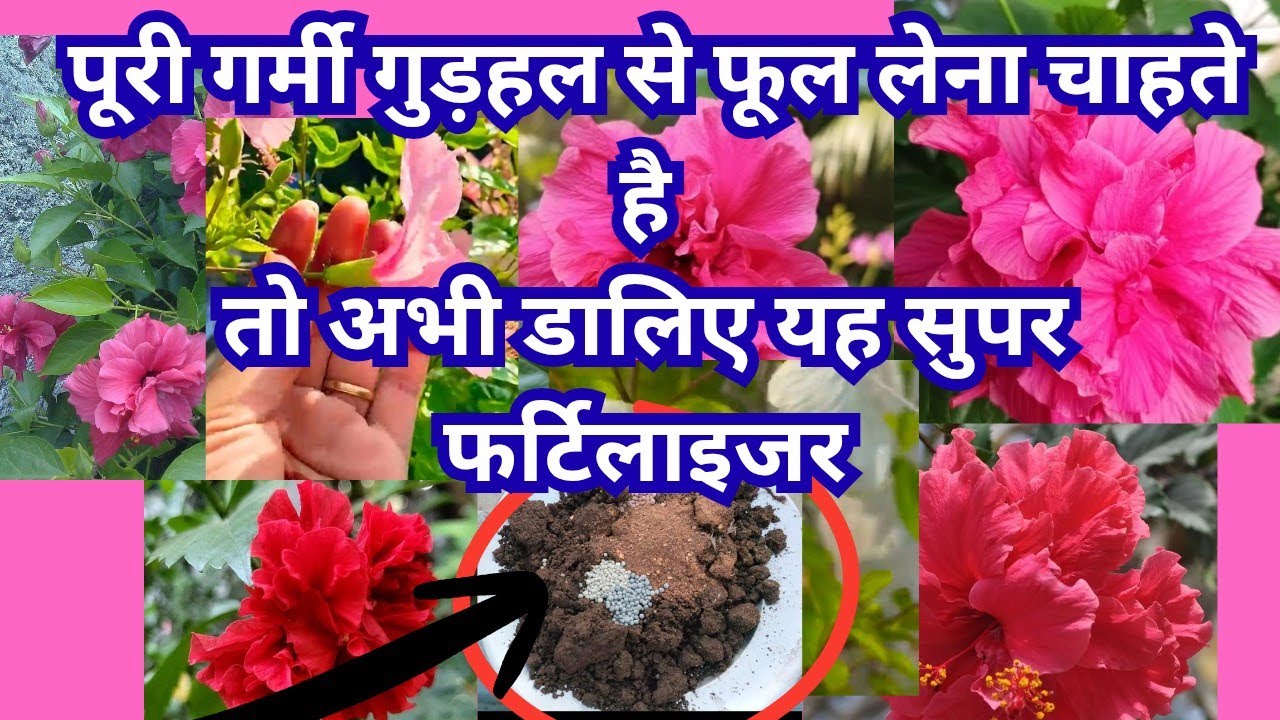 पूरी गर्मी फूलों से भरा रहेगा गुड़हल अगर अभी डाल देंगे यह सुपरफूड full fertilizer for hibiscusplant 
