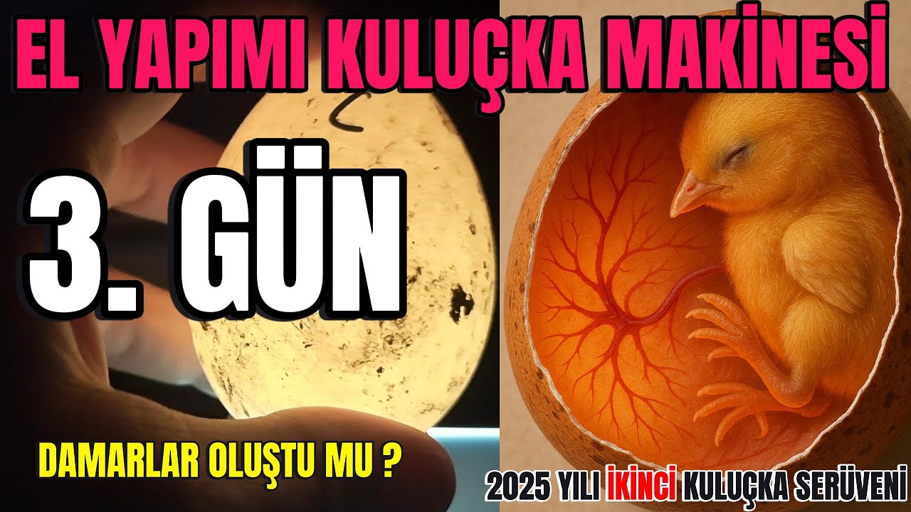 El Yapımı Kuluçka Makinesi 2025-2 🐣 | 3. Gün: Damar Var mı? Gelişim Kontrolü! 🔍