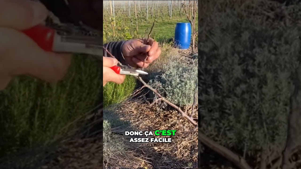 Comment tailler correctement un arbre fruitier pour une meilleure r&eacute;colte