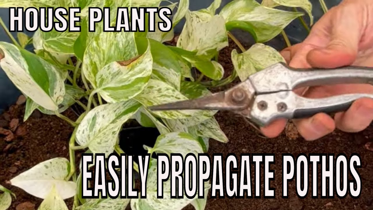 Grow Your Jungle: Propagating Pathos for Lush Indoor Greenery