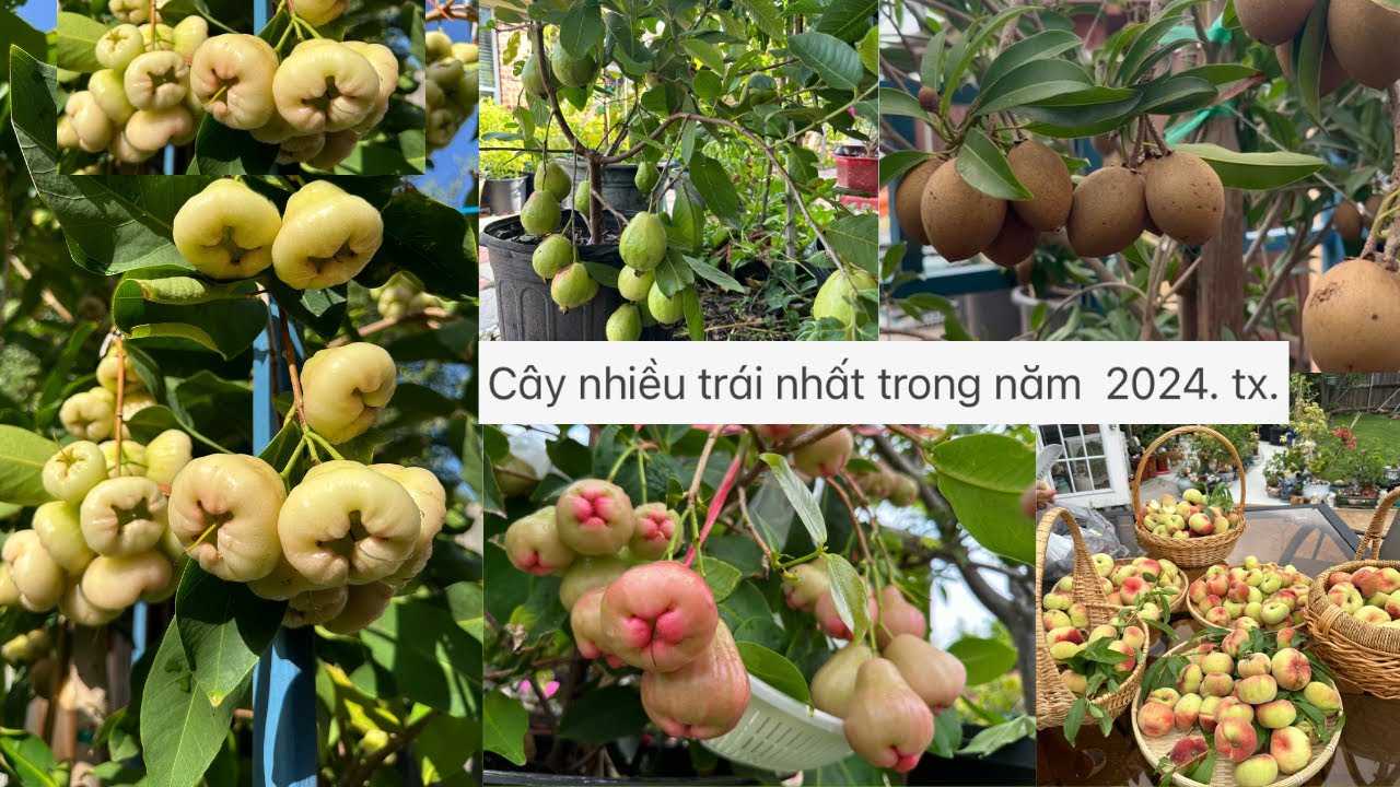 Cây nhiều trái nhất trong năm  2024. Ở tx.  ❤️🥰🌸🌹🍑🌴# 582