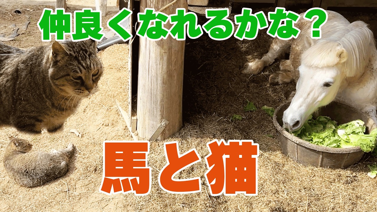 【仲良くなれるか】猫に馬を慣れさせてみる【途中からもぐもぐ動画】