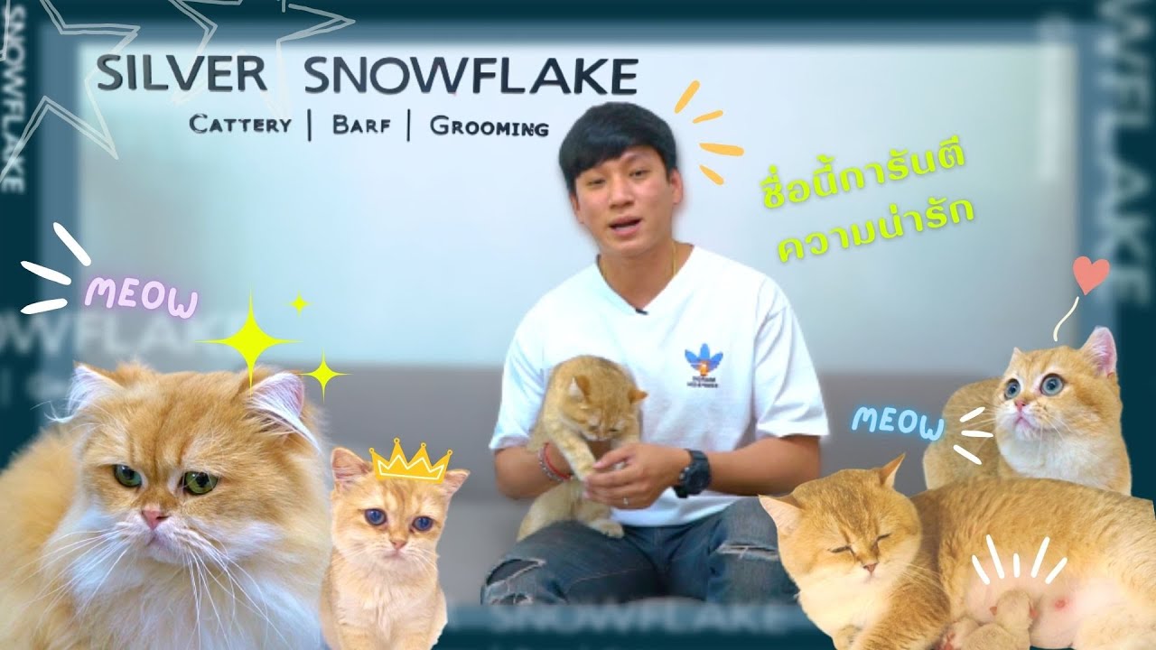 เงี้ยวว เจ้าแมวสุดอ้อนสายพันธุ์บริติช ช็อตแฮร์
