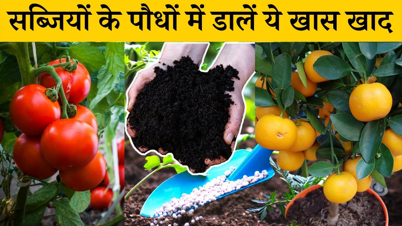 सब्जियों के पौधों में कौन सी खाद कब और कैसे डालें | How And When To Fertilize Vegetable Plants Hindi