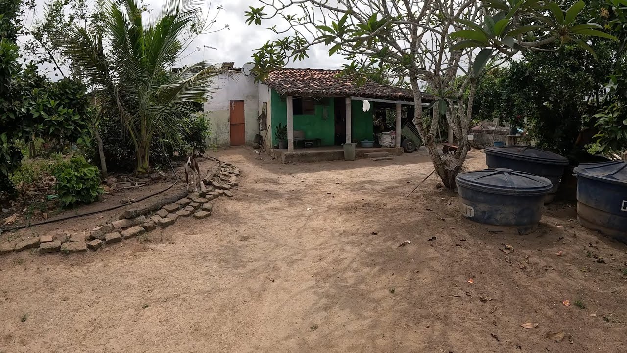 SÍTIO COM ENORME VARIEDADE DE PÉS DE FRUTAS