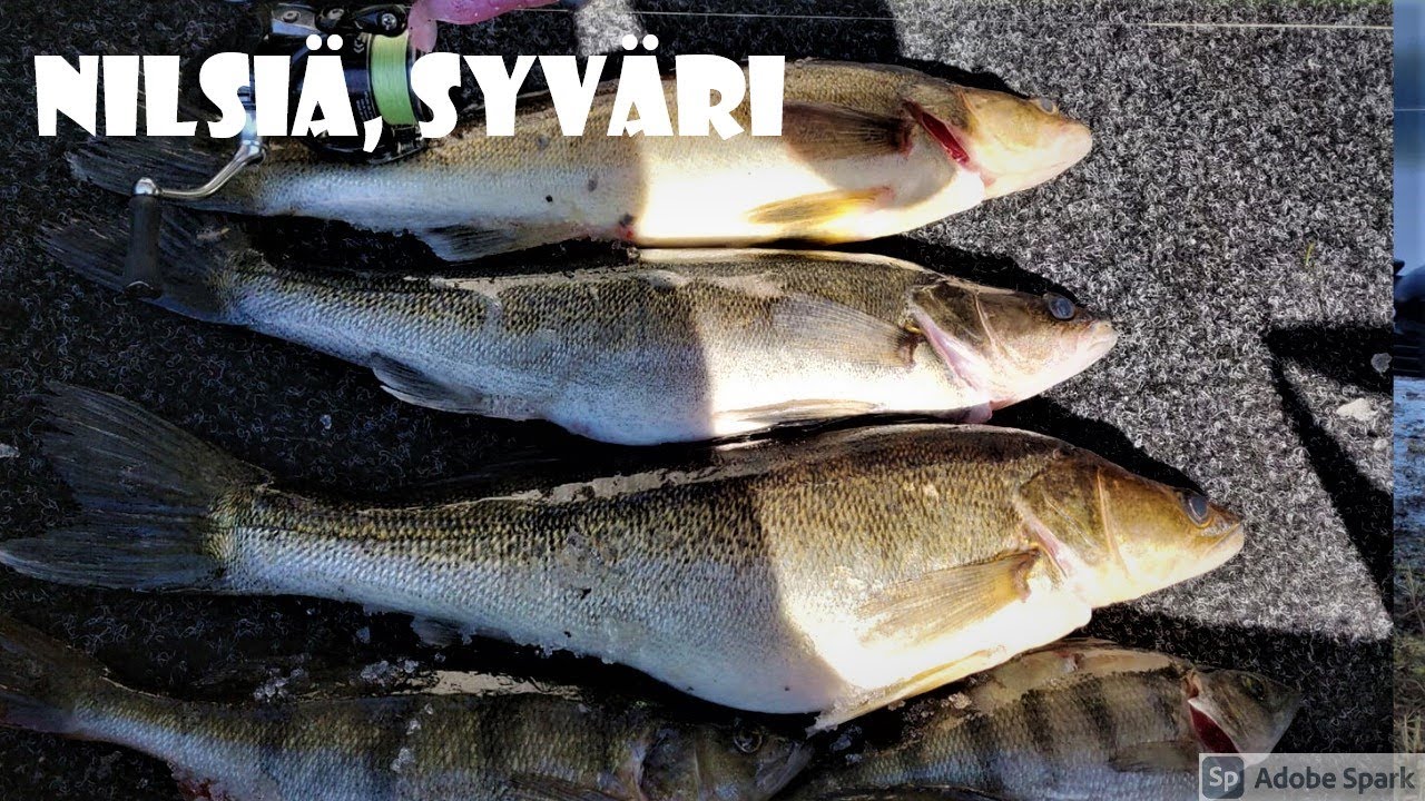 SYVÄRILTÄ PAUKKUU! | MISTEE LÖYVVETTIIN KALLOO ALKUKESÄSTÄ? | KALASTUS | KUHA | AHVEN | JIGIKALASTUS