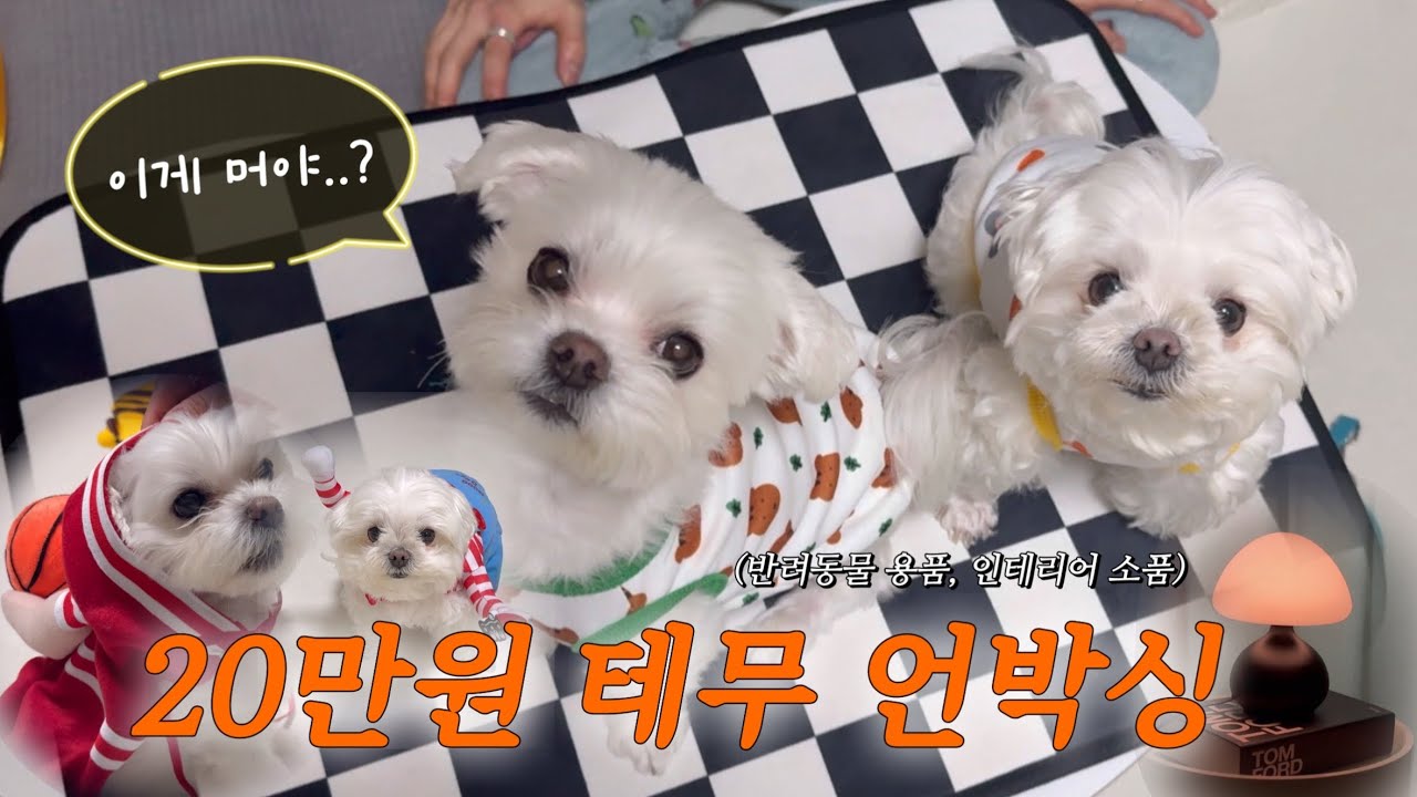 강아지 용품부터 언니 선물까지🐶✨ 20만원어치 테무깡 대성공! 