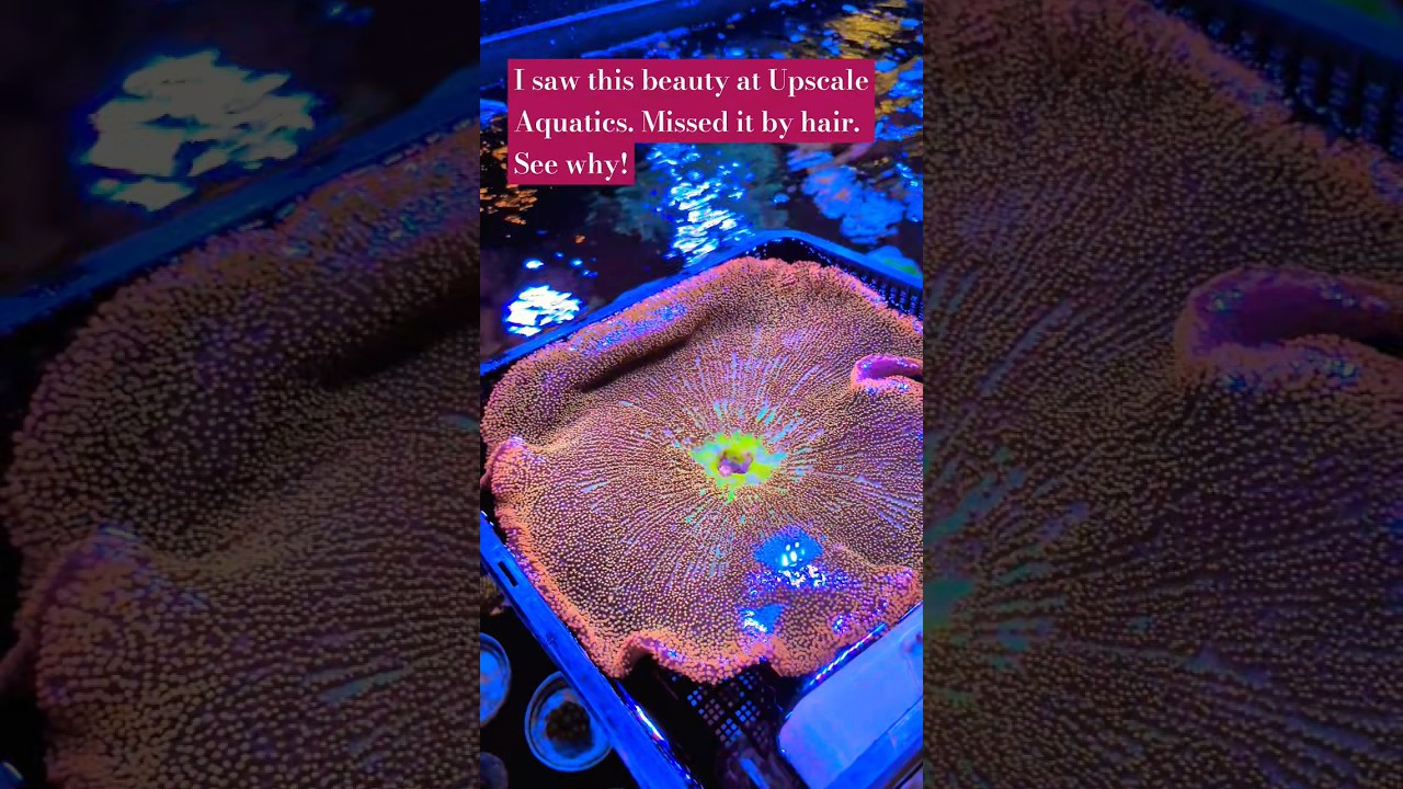 Rainbow Carpet Anemone ❤️🔥😍 