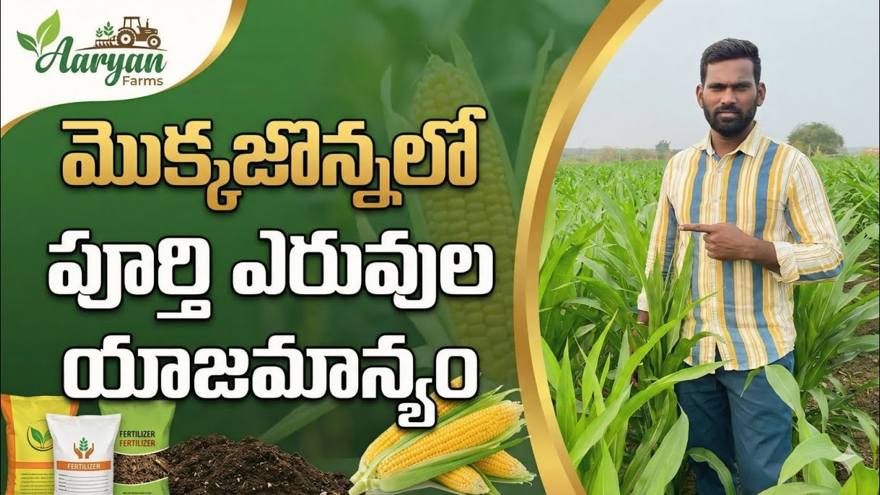 మొక్కజొన్న లో ఇలా చేస్తే 45-50 క్వింటల్ దిగుబడి పక్క 