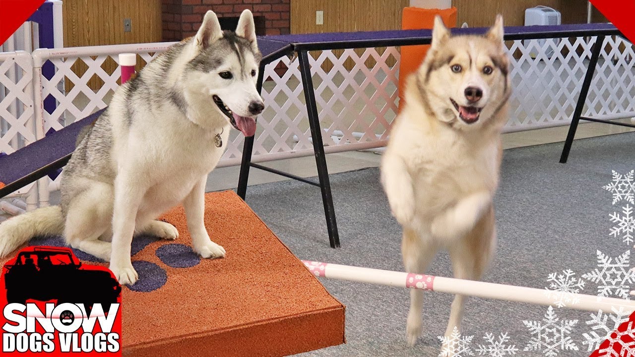 Huskies Do Agility Practice and Oakley Goes Crazy