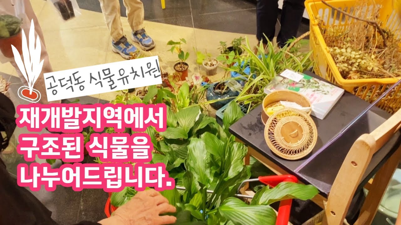 버려진 식물을 구조하고 나눕니다.(~23.6.9) | #공덕동식물유치원
