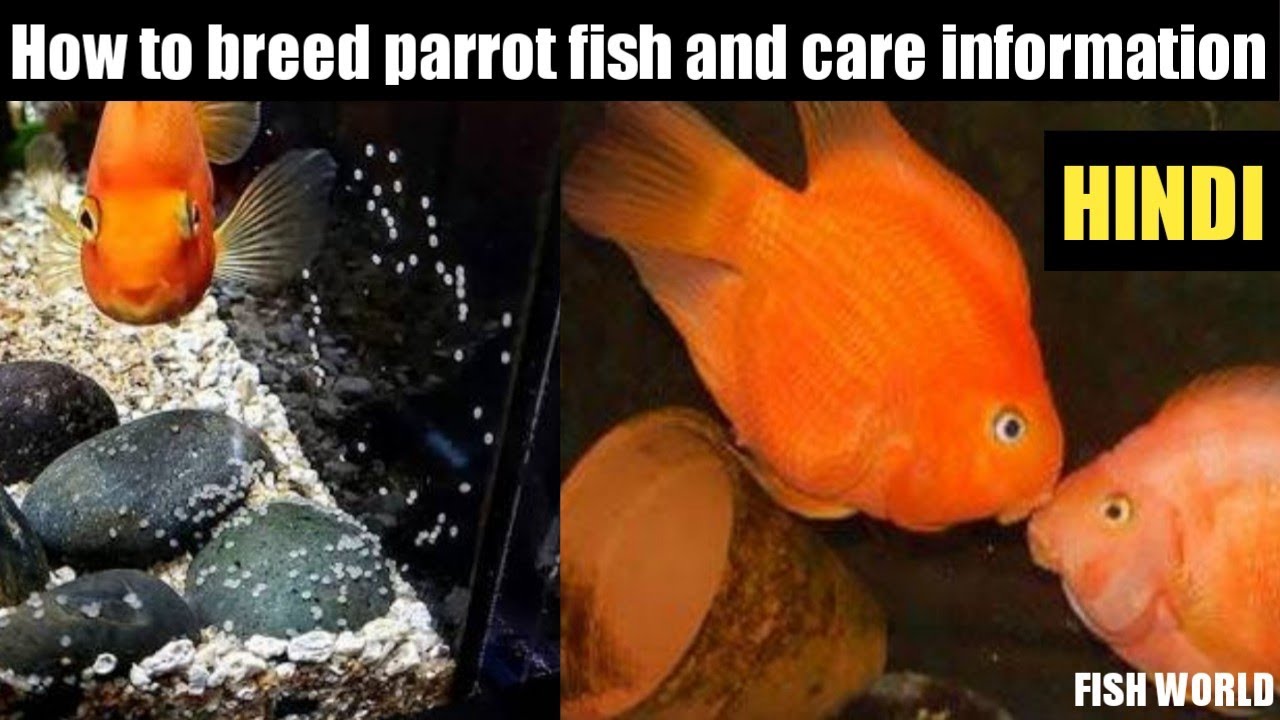 How to breed parrot fish and care info !!