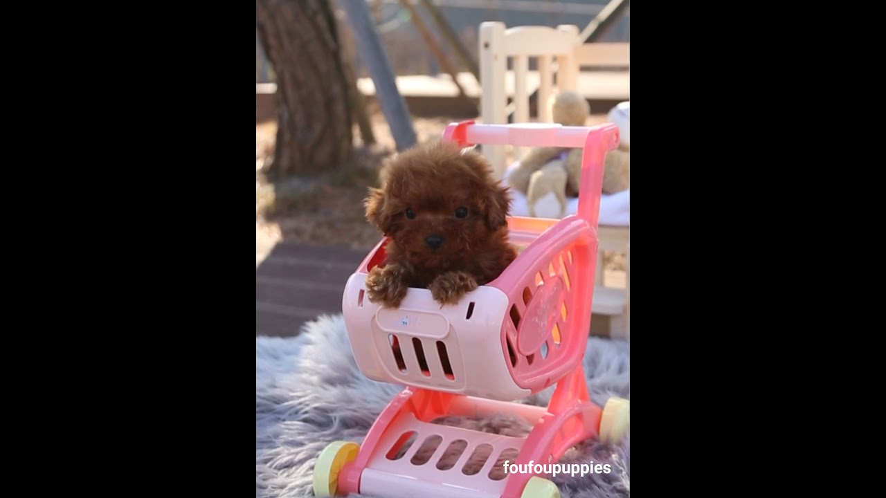 Fun day at the park! Come meet Pixie the red female teacup Poodle.