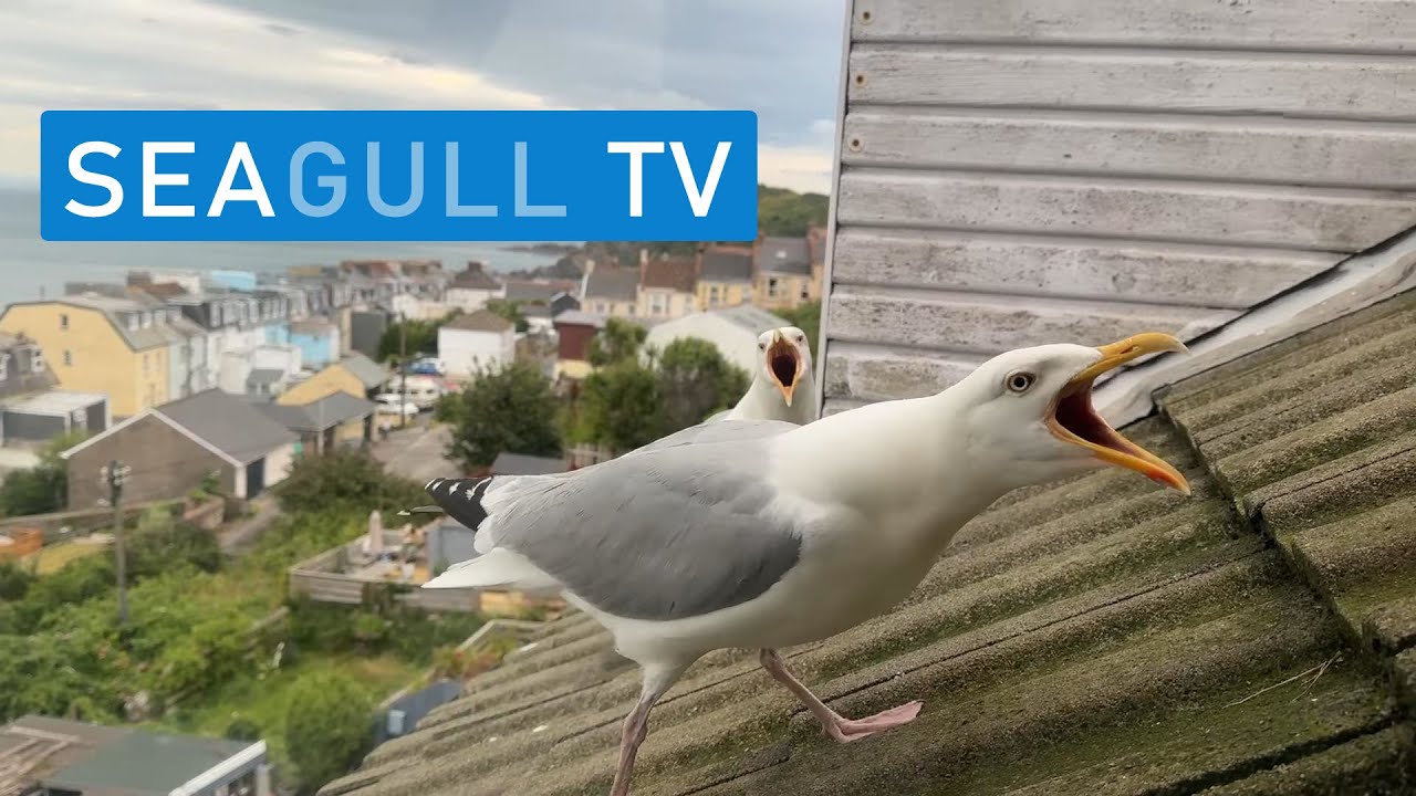 Chicks have Fledged! But Still At Home!! - Seagull TV EP 93