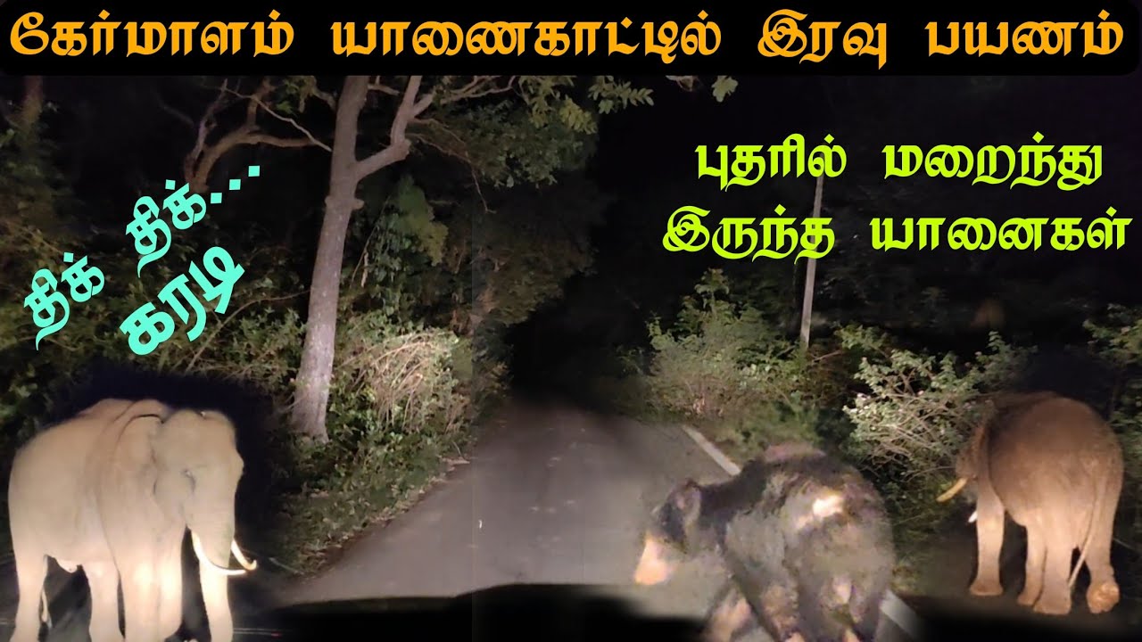 ஆபத்தான கேர்மாளம் காட்டில் இரவு பயணம்|வழி மறித்த கரடி|புதரில் மறைந்து இருந்த யானைகள்|sathyamangalam