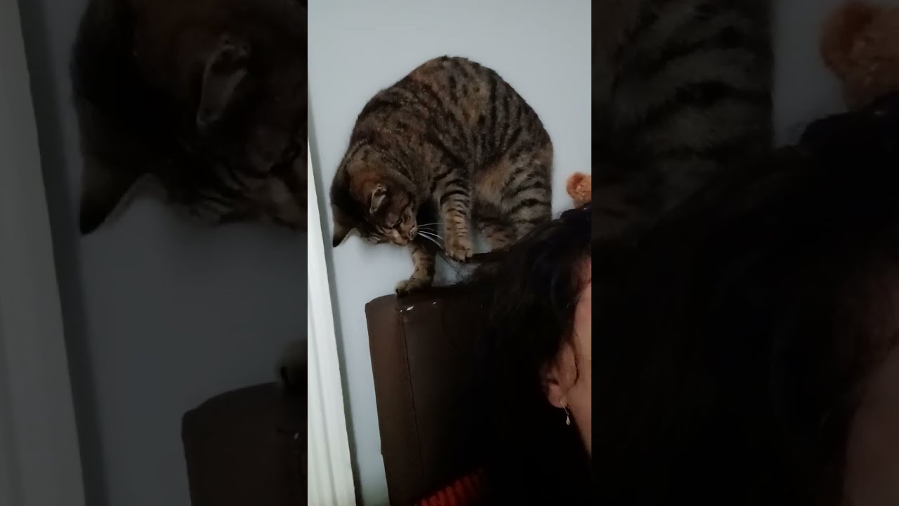 My cat is pulling my hair 😄
