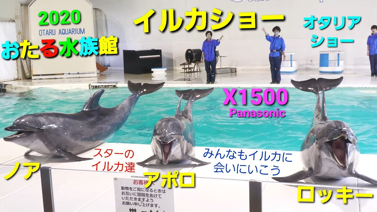 【人気.小樽観光】【4K60p】おたる水族館 イルカショー&オタリアショー   Panasonic HC-X1500撮影映像   +1.3EV露出補正