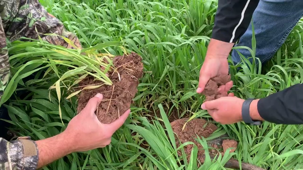 Tailgate Conservation_Benefits of Barley