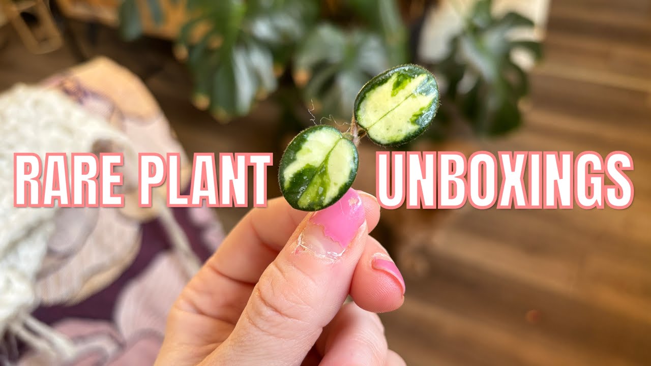 ETSY VS PALMSTREET: RARE PLANT HAUL (12 NEW PLANTS!)