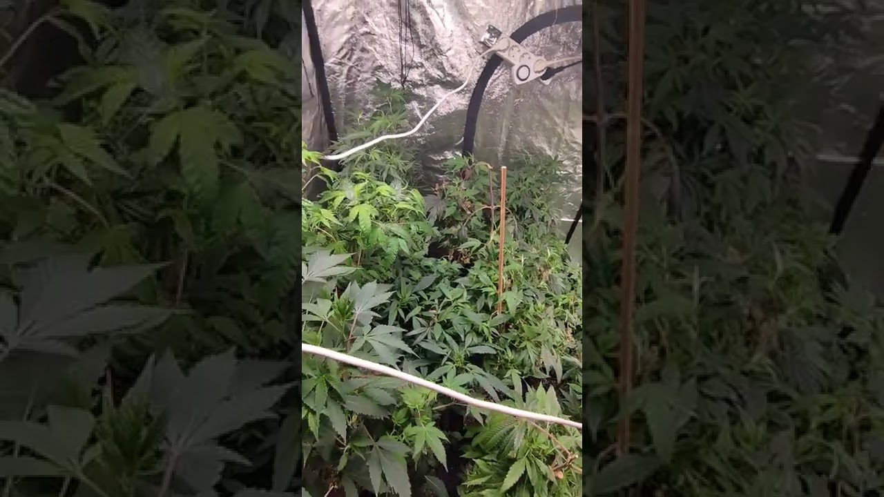 Wegownik odmian na selekcję  @GrowTheJungle The Eagle Nemesis 1000watt #grow#the#jungle