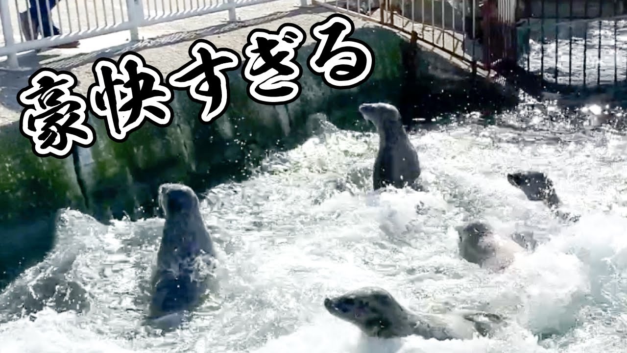 魁!!アザラシ高校【おたる水族館】