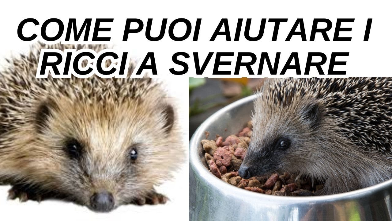 Come posso aiutare un riccio Cosa fare se si trova un riccio in giardino Come aiutare un riccio
