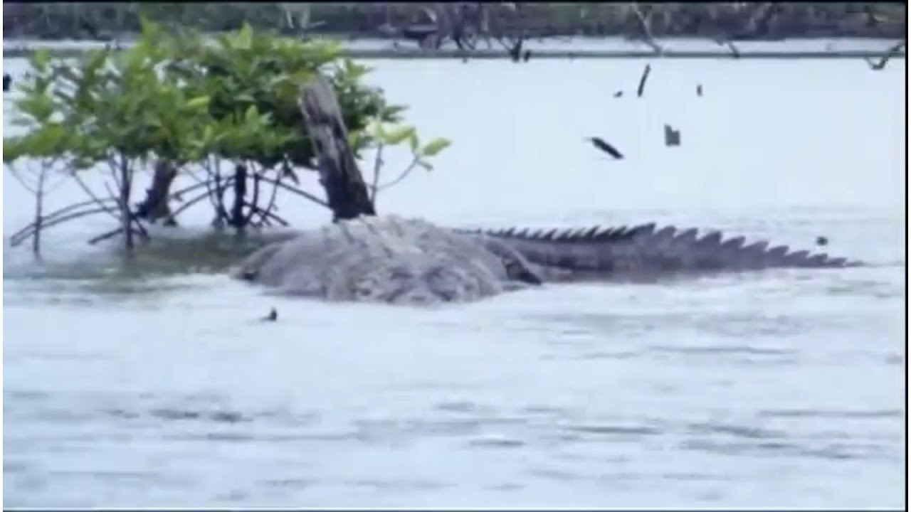 Fifty-Foot Crocodile Spotted in the Congo, The Mahamba: The Congo's Forgotten Cryptid