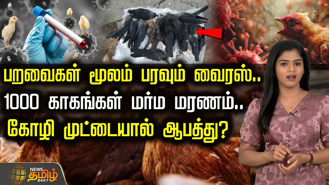 பறவைகள் மூலம் பரவும் வைரஸ்..1000 காகங்கள் மர்ம மரணம்..கோழி முட்டையால் ஆபத்து? | Birds Virus