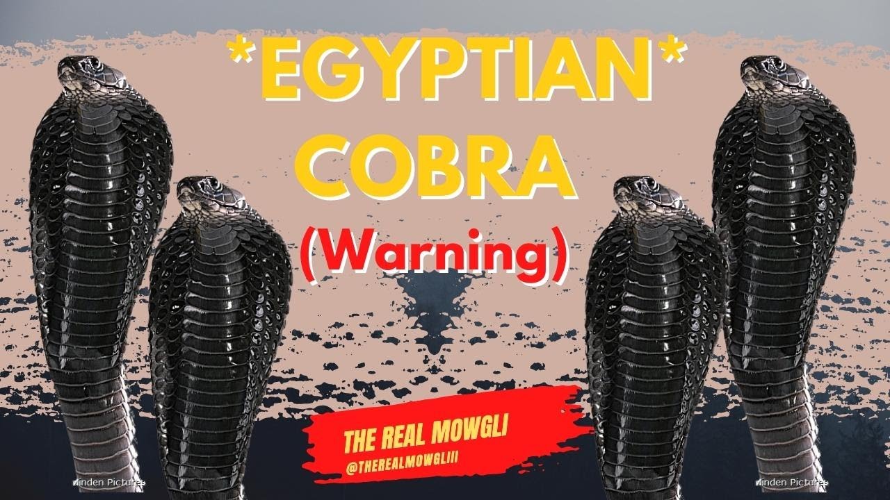 FREE HANDLING EGYPTIAN COBRA (Naja haje)