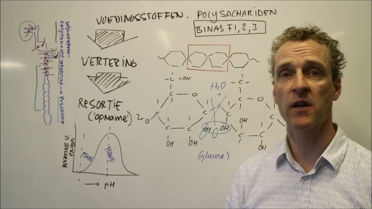 Hoe worden koolhydraten verteerd?