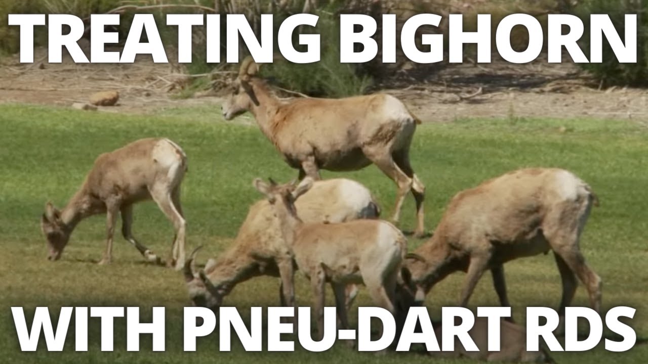 See How Hemenway Park Uses Pneu-Dart Products On Bighorns!