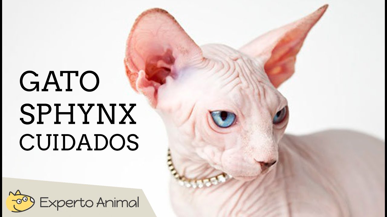 Cuidados del gato shpynx o esfinge