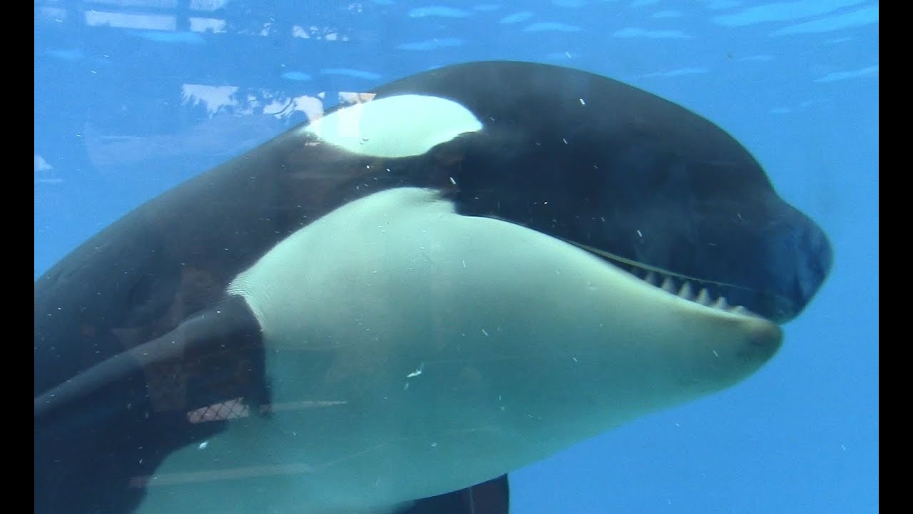 Amaya and Kalia at Shamu Underwater Viewing (6/24/16)
