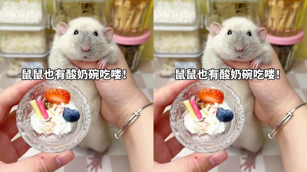 我家鼠鼠也有迷你酸奶碗吃啦！#双旦好礼季 #抖音商城双旦好礼季 #仓鼠
