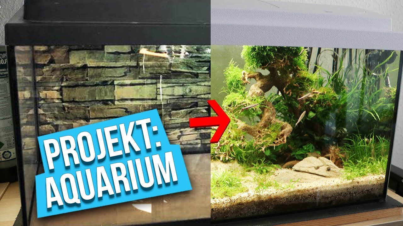 Der letzte Fisch - Projekt: Aquarium