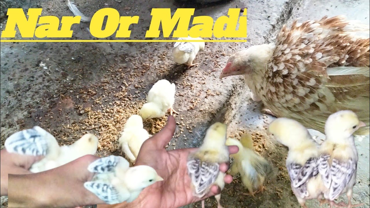 Murgi Ke Bacho Me Nar Madi Pata Karne Ka Sahi Tarika | Nar Madi Ka Pata Kesy Kren | Zainjavaid6