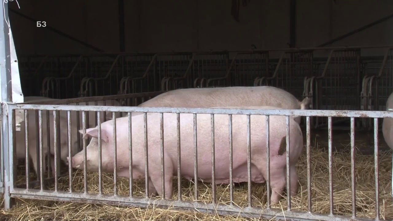 Mala FARMA SVINJA sa 20 OPRAŠENIH  - kako -svinje na SLAMI i U MODERNIM BOKSEVIMA -KOMBINACIJA