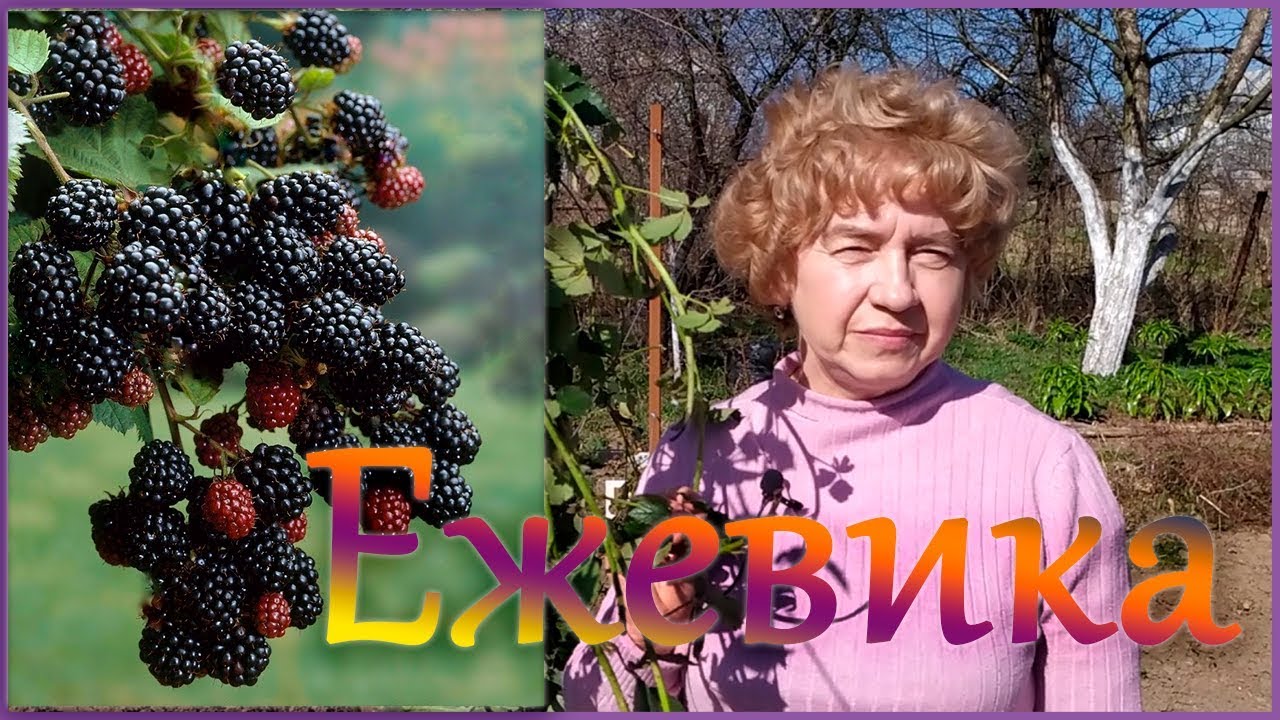ЕЖЕВИКА. ПРАВИЛЬНАЯ ПОСАДКА, УХОД И ОБРЕЗКА. ШПАЛЕРА ДЛЯ ЕЖЕВИКИ И ЕЁ ПОДВЯЗКА.