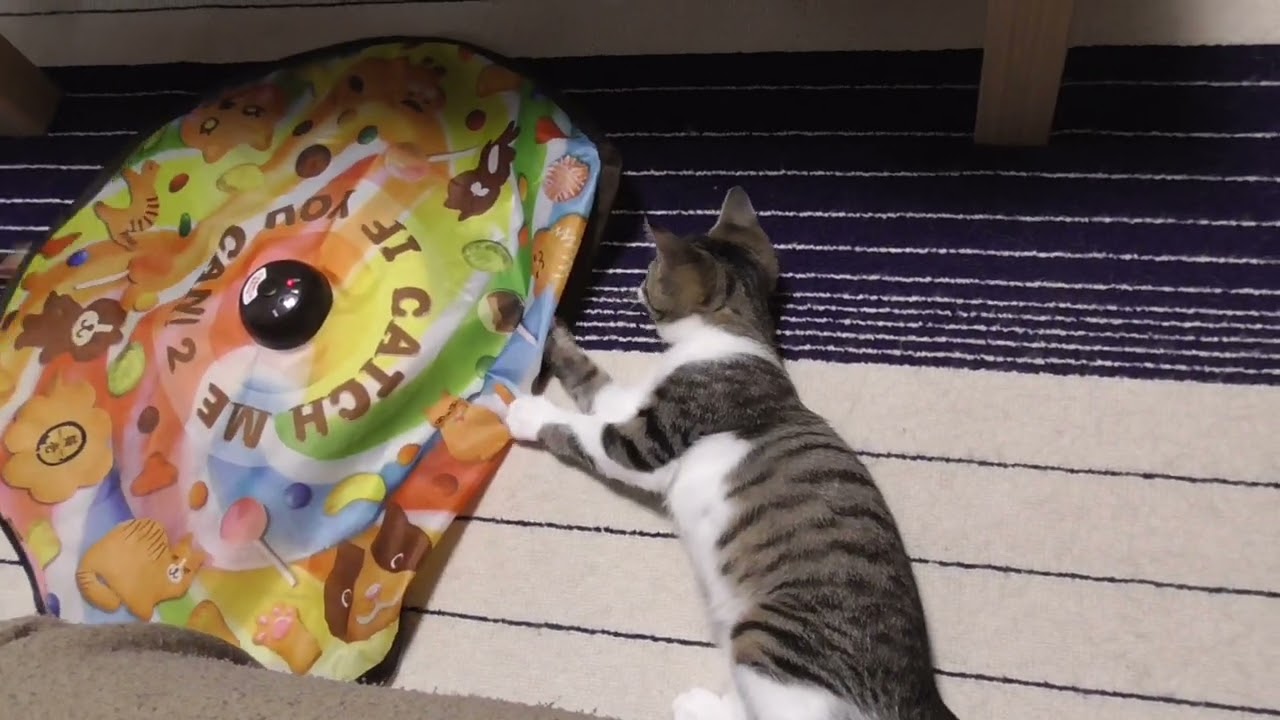 子猫を迎え入れて１ヶ月頃（推定生後４ヶ月）。とっても元気すぎる女の子でした💕
