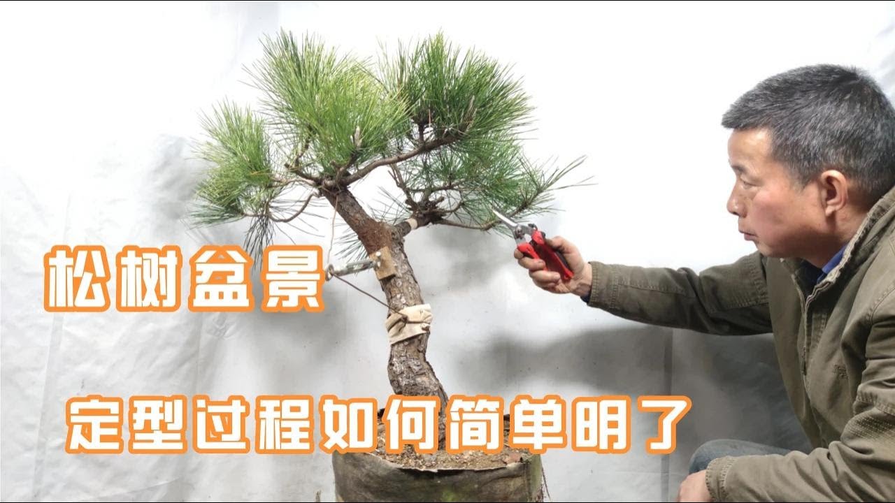 How to make pine bonsai stereotypes simple and clear松樹盆景定型製作怎樣才能簡單明了